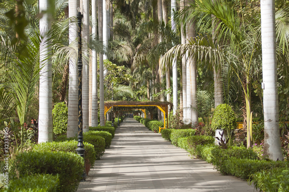 Fototapeta premium Botanical gardens at Aswan in Egypt