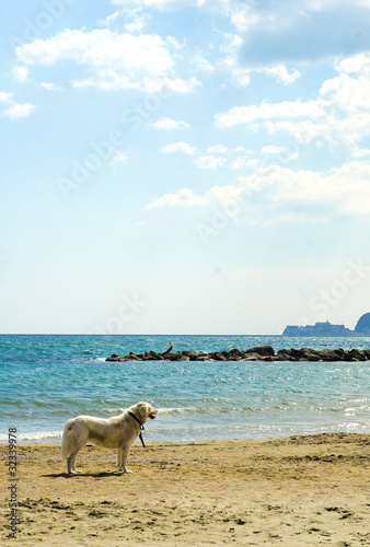 Spiaggia con cane