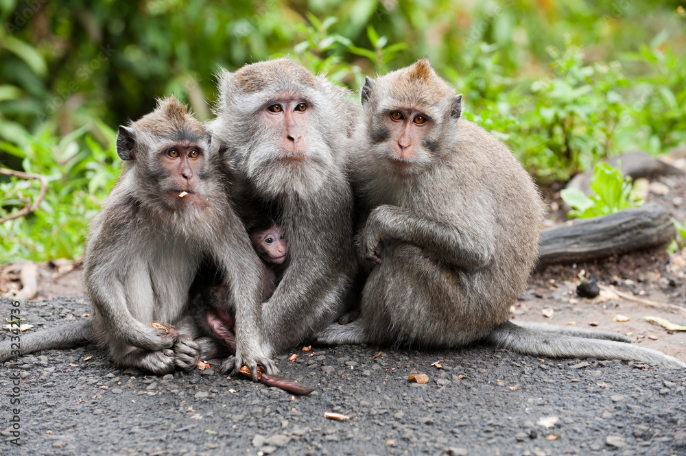 Fototapeta premium balinese monkey family