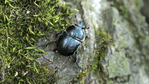 doug beetle scarab close up photo