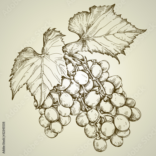bunch of grapevine