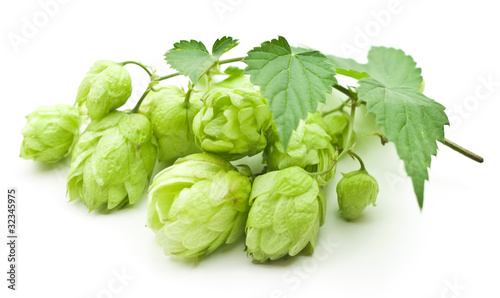 branch of hop isolated on white