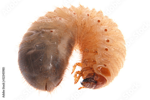 Fotografija Larva of cockchafer
