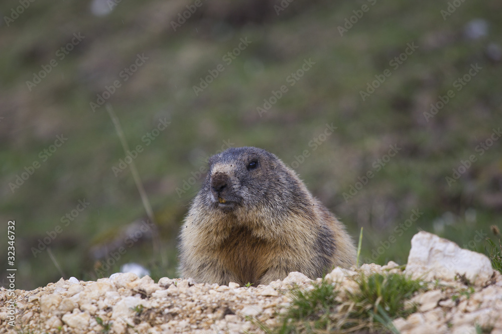 Alpine marmot Alpine marmot