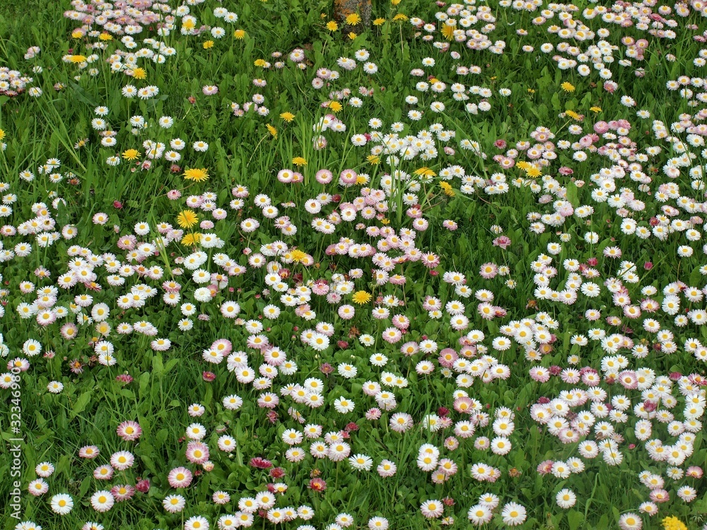 Flowers of the field