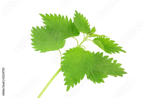 Fresh and green nettle isolated on white background