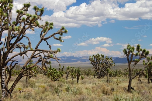 Joshua Trees in the Mojave Desert photo