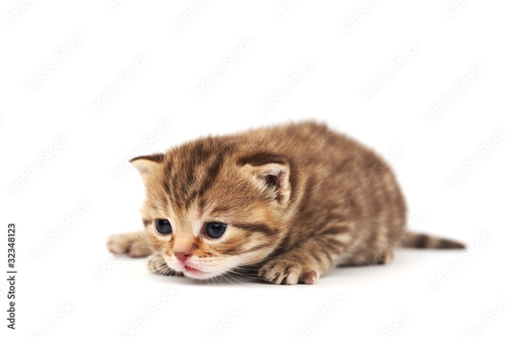 Obraz premium odizolowany kot