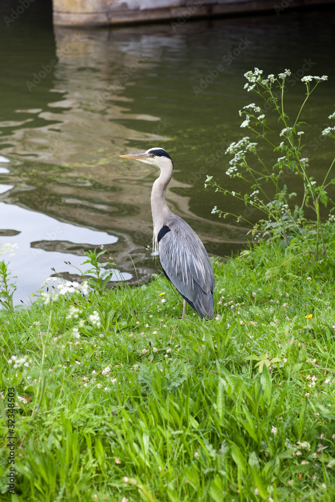 Naklejka premium héron cendré