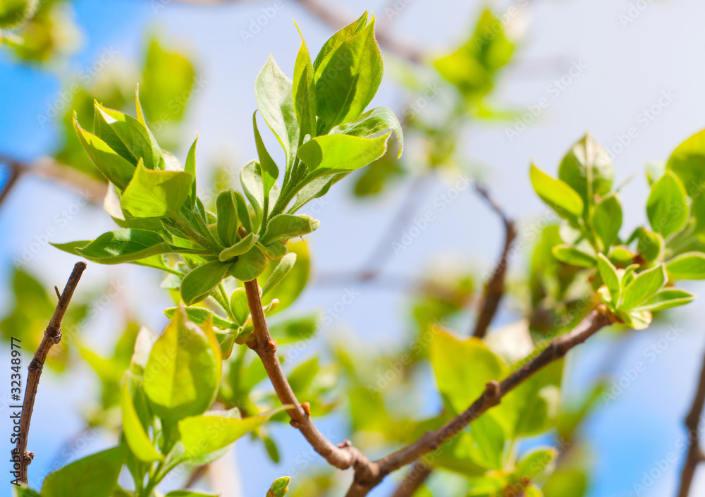 Tree branch with spring buds and young green leaves Tree branch with spring buds and young green leaves