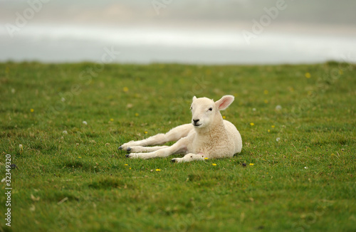 Lamb