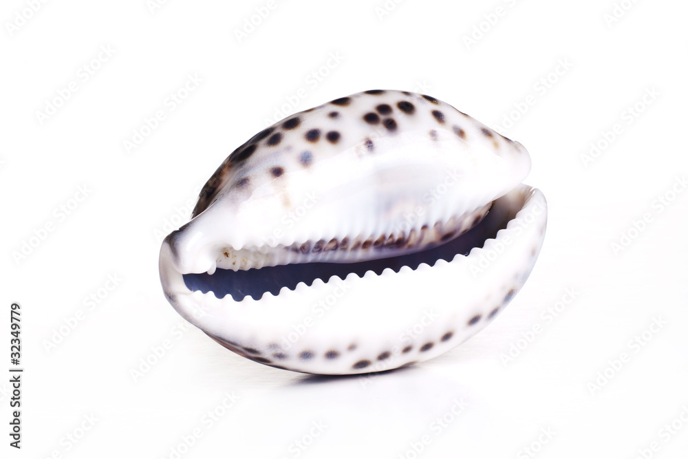 amazing white seashell