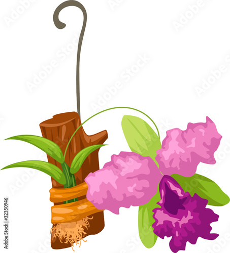 Orchid