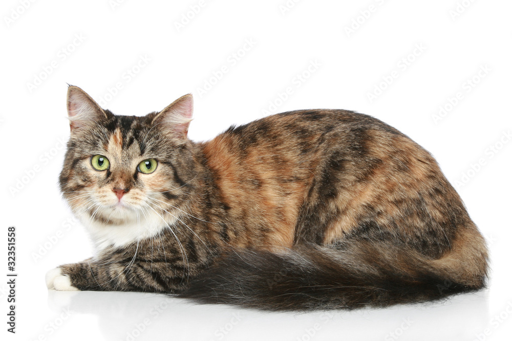 Striped cat on a white background