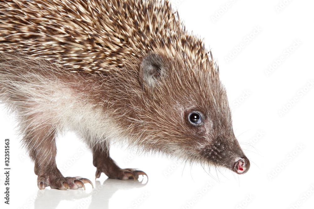 Naklejka premium Hedgehog. Close-up portrait