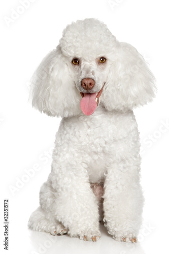 White poodle puppy. Isolated on a white background