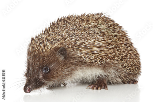Hedgehog on white background