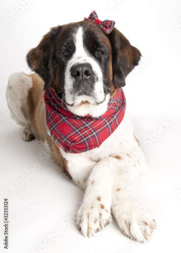 St. Bernard Dog