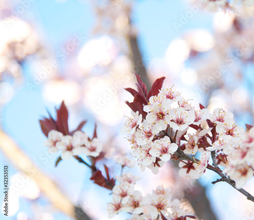 Blossoming Plum Tree