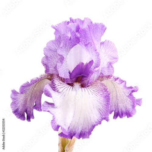 Fototapeta Naklejka Na Ścianę i Meble -  Purple and white iris flower isolation