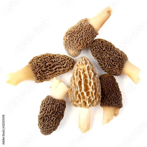Group of gray and yellow morel mushrooms isolated on white