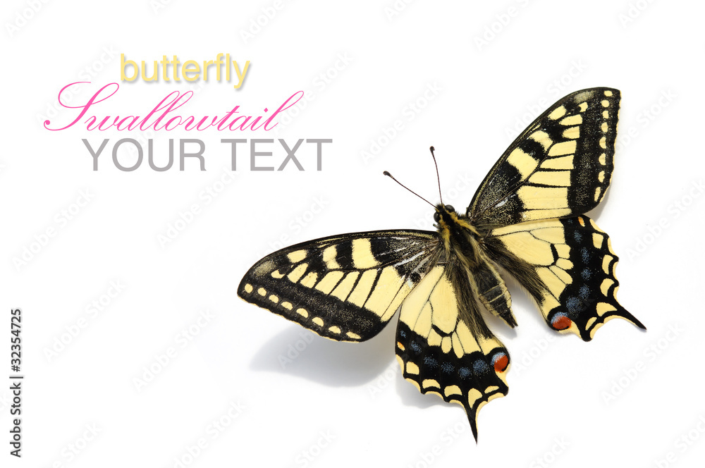 butterfly Swallowtail (Papilio machaon) butterfly Swallowtail (Papilio machaon)