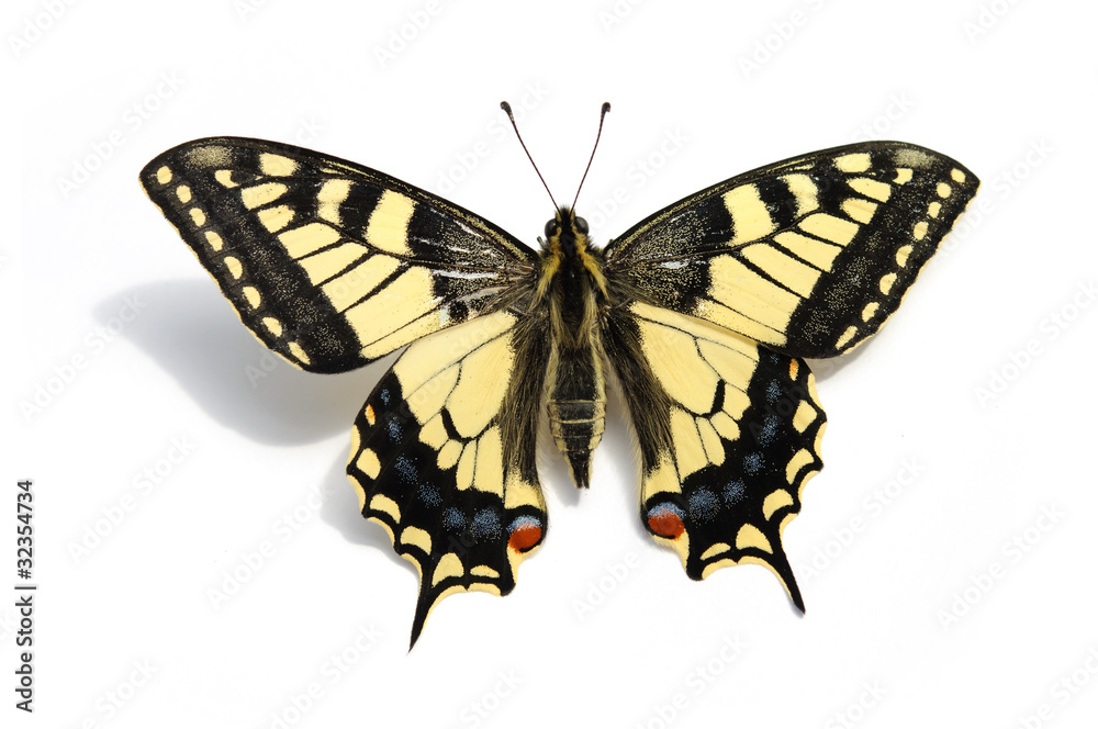 butterfly Swallowtail (Papilio machaon) butterfly Swallowtail (Papilio machaon)