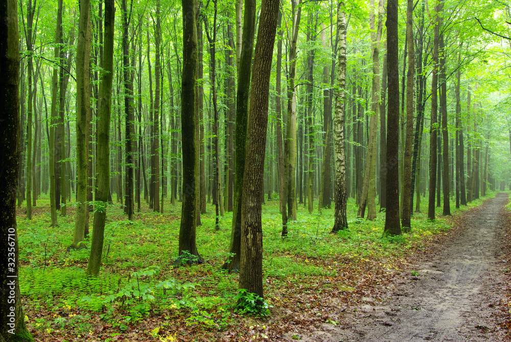 green forest green forest
