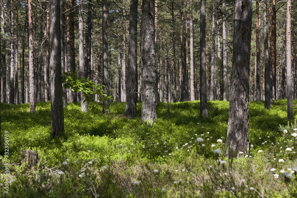 Obraz premium wald in schweden