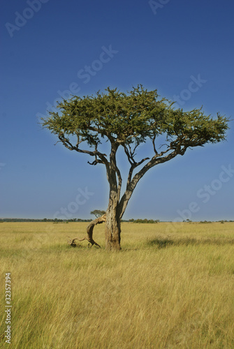 Afrika Masai Grasland Masai Mara Kenia photo