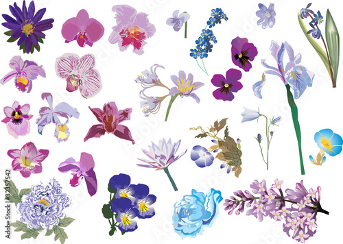lilac and blue color flowers collection