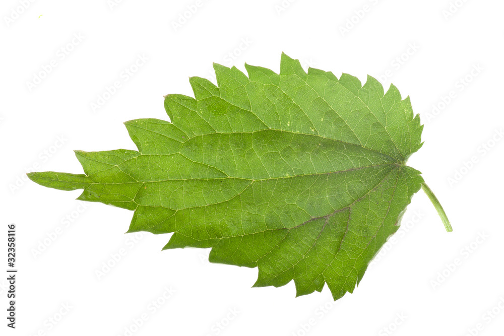 Obraz premium Fresh green nettle leaf