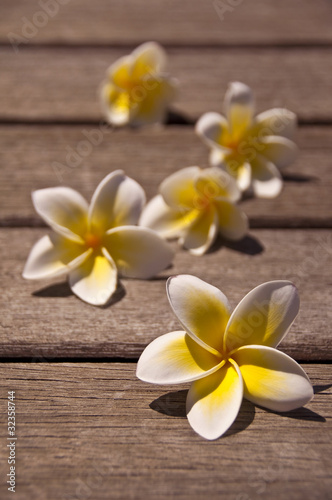 Fleurs de frangipanier sur une terrasse en bois