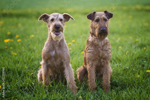 Bild auf Leinwand Zwei Irish Terrier Mädchen