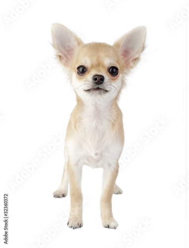 cute chihuahua puppy isolated on white background © niknikp