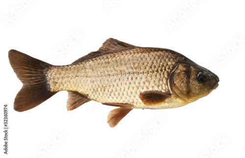 Crucian carp