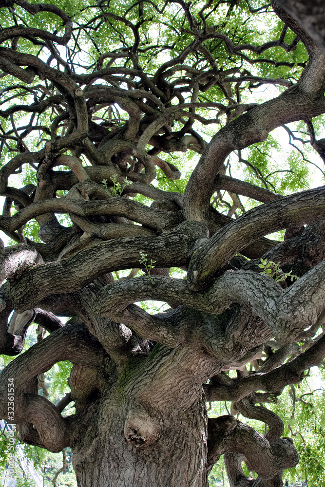 Tree with interesting limbs