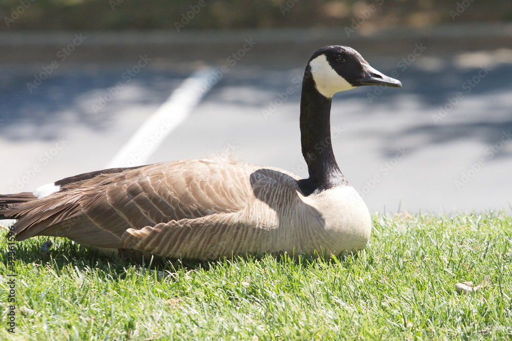Canada Geese on Grass by Parking Lot Canada Geese on Grass by Parking Lot