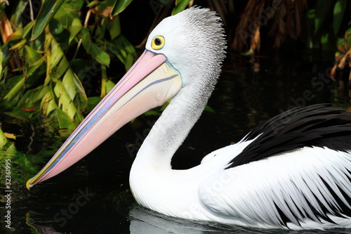 Australian pelican has a rest in the Perth Zoo