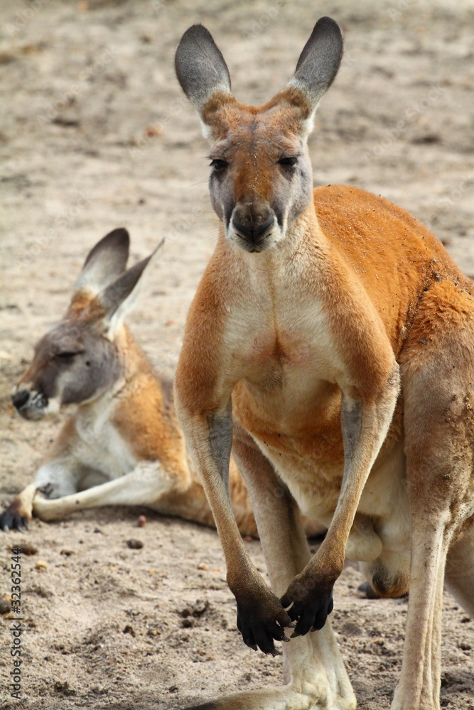 Kangaroo in Australia Kangaroo in Australia