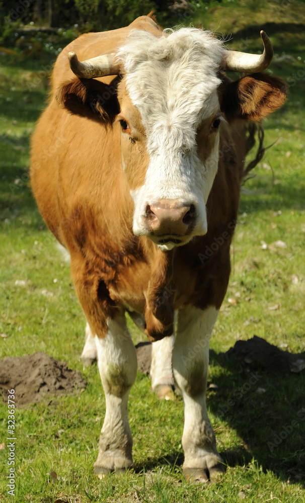 Typical Swedish brown cow