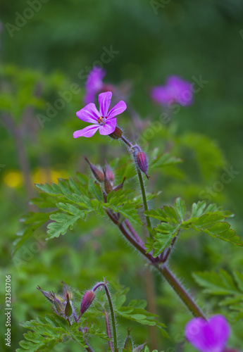 Herb Robert Flower photo