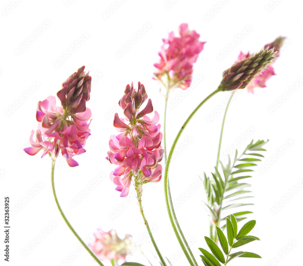 Fototapeta premium flowering Sainfoin, Onobrychis viciifolia