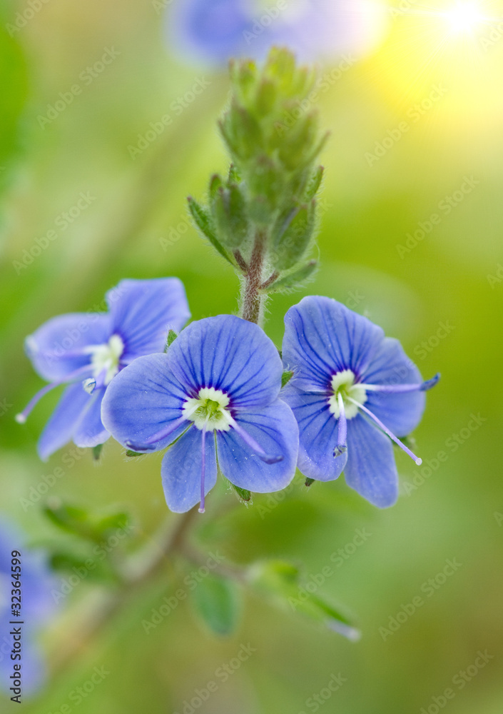 Blue flowers Blue flowers