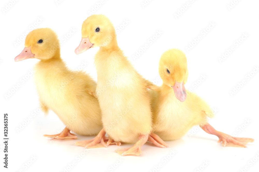 three fluffy chicks