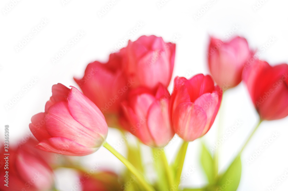 red tulips