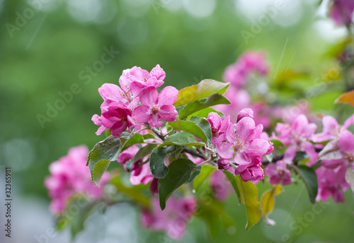flowers apple-tree