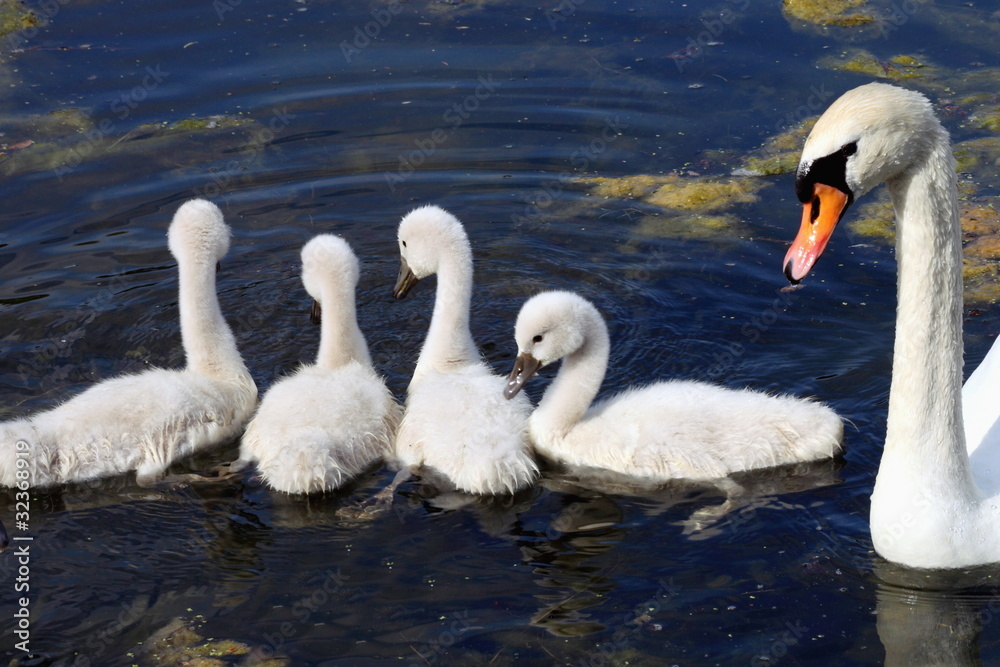 Obraz premium En rang !