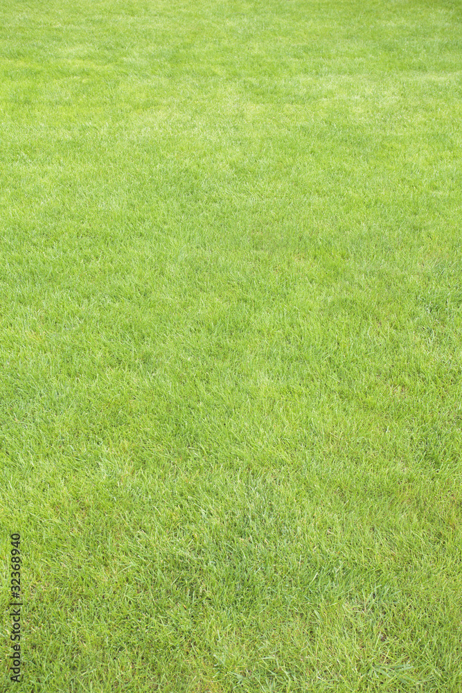 green grass green grass