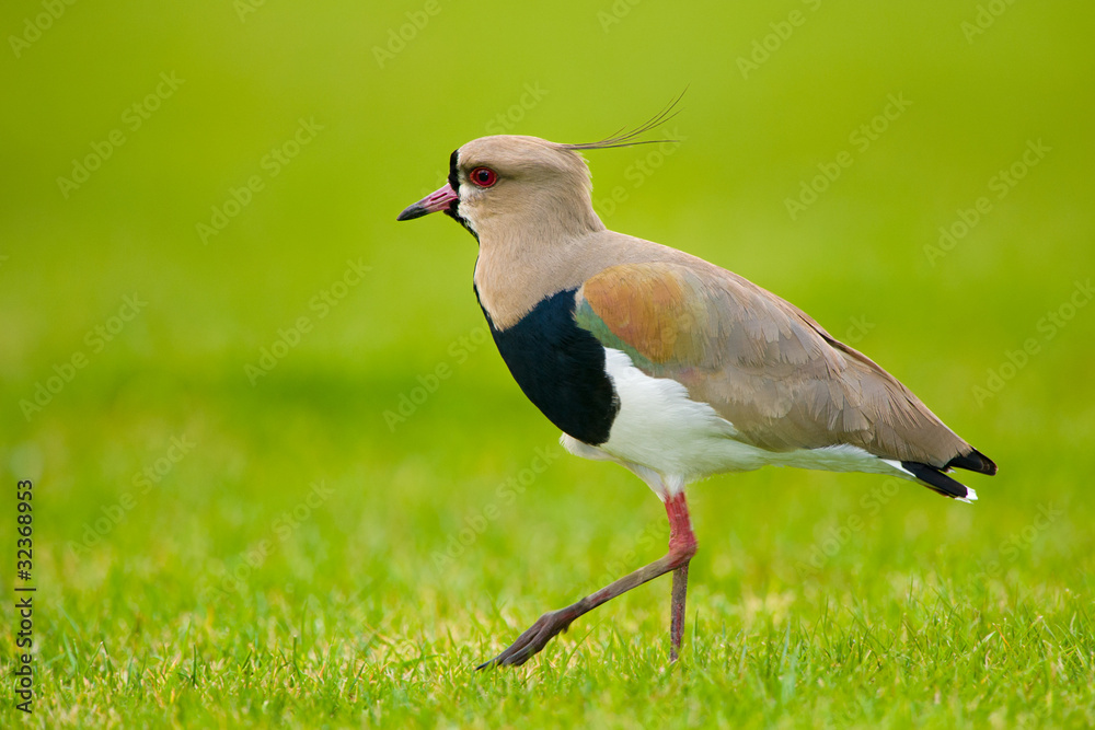 Obraz premium Southern Lapwing isolated on green